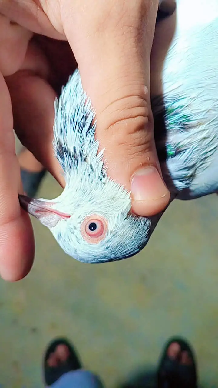 Teddy X Pateera Cross High Flyer Pigeons For Sale - Cheena Chapra — photo 2