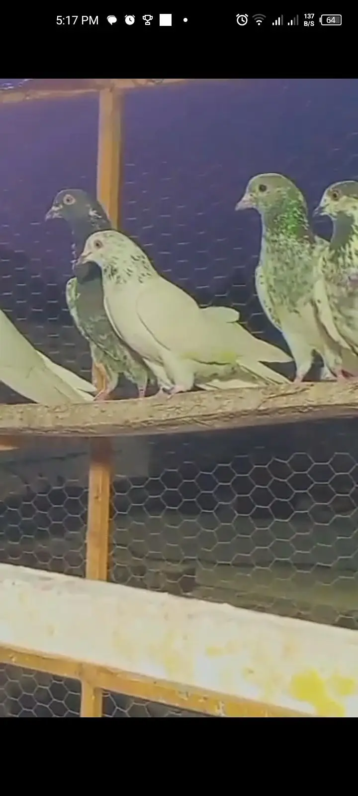 Teddy X Pateera Cross High Flyer Pigeons For Sale - Cheena Chapra — photo 3