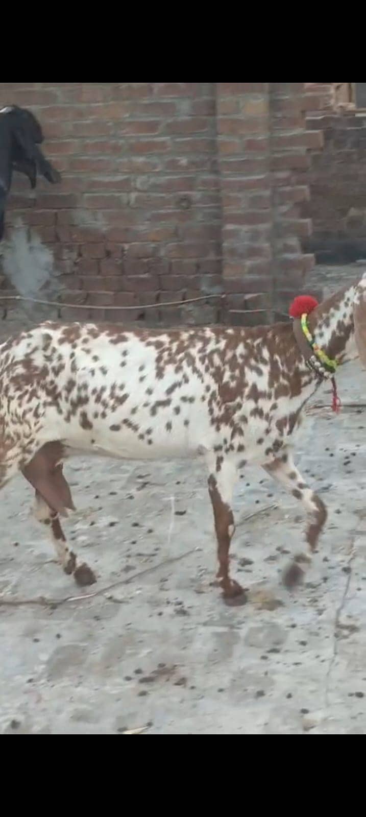 پیور مکھی چینی 65000 1