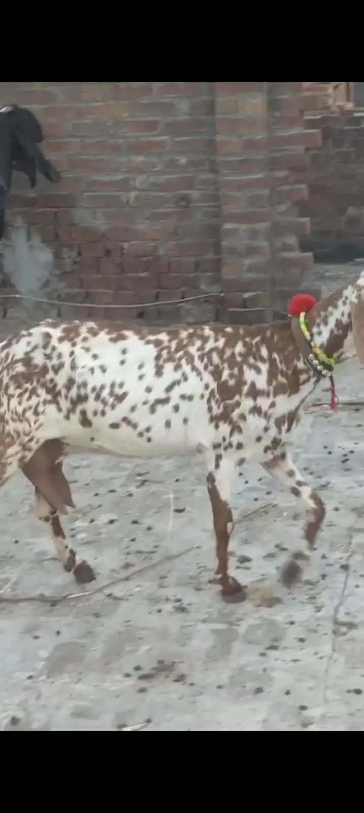 پیور مکھی چینی 65000 — photo 2