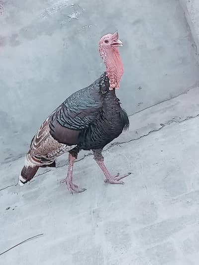 Turkish hen male