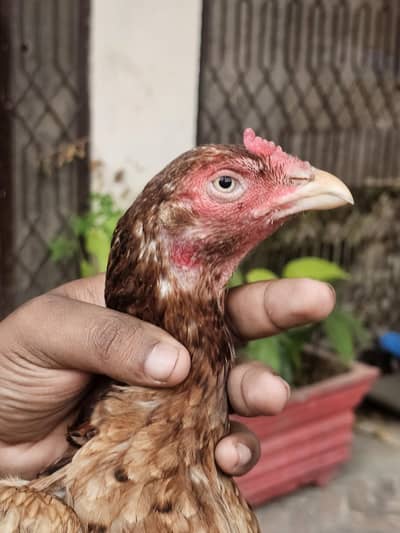 aseel murgi for sale high quality prices 5000 whatsaap 03366540448