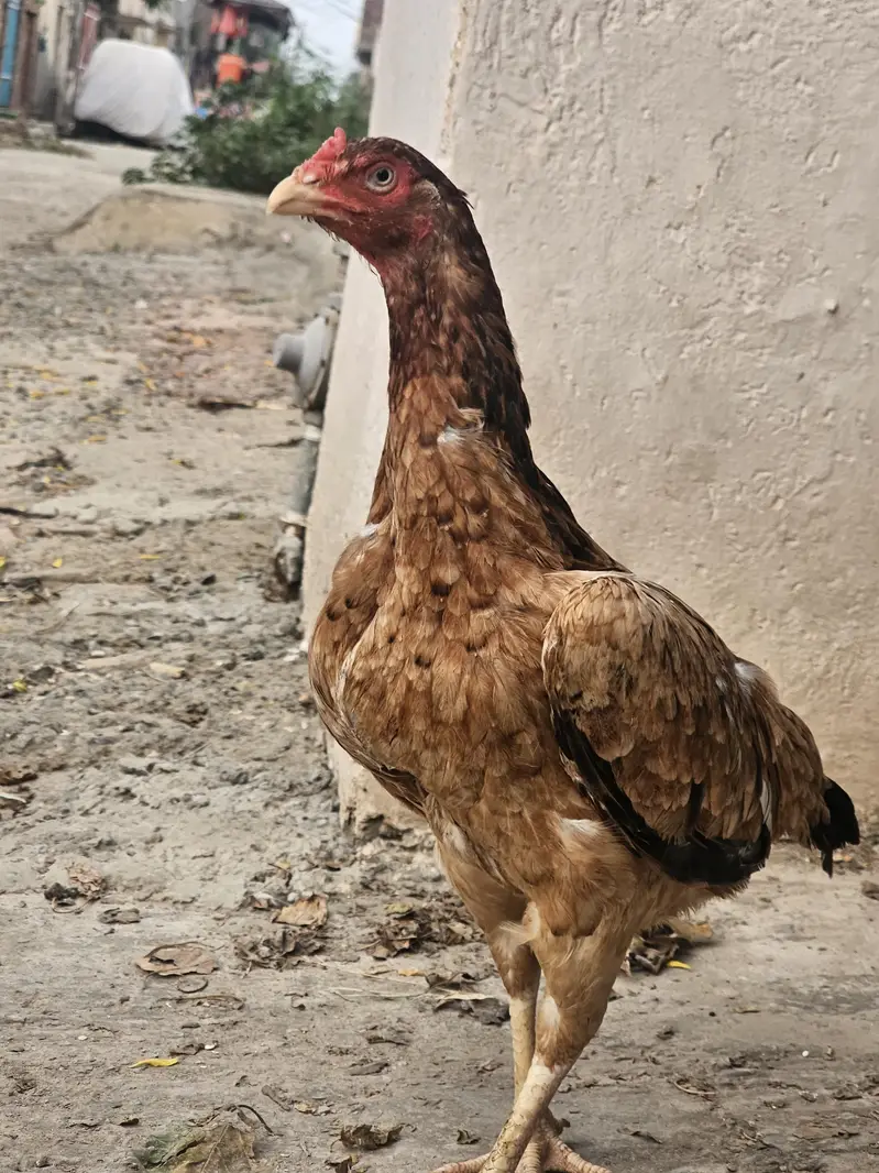 aseel murgi for sale high quality prices 5000 whatsaap 03366540448 — photo 2
