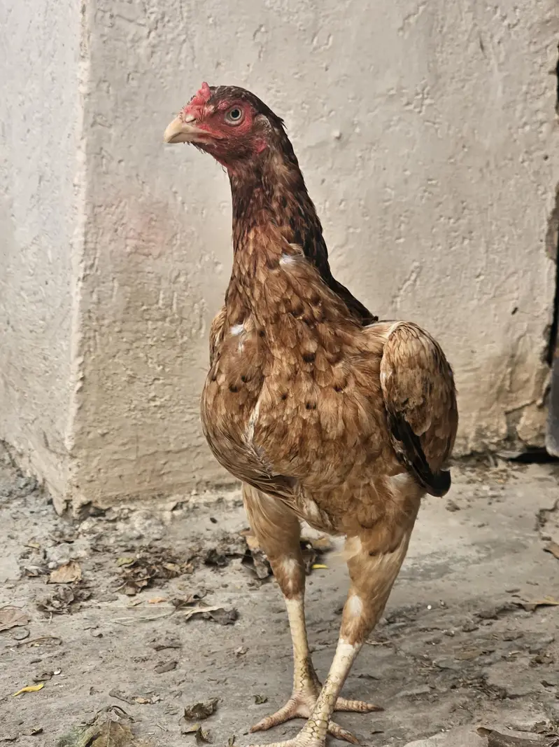 aseel murgi for sale high quality prices 5000 whatsaap 03366540448 — photo 3