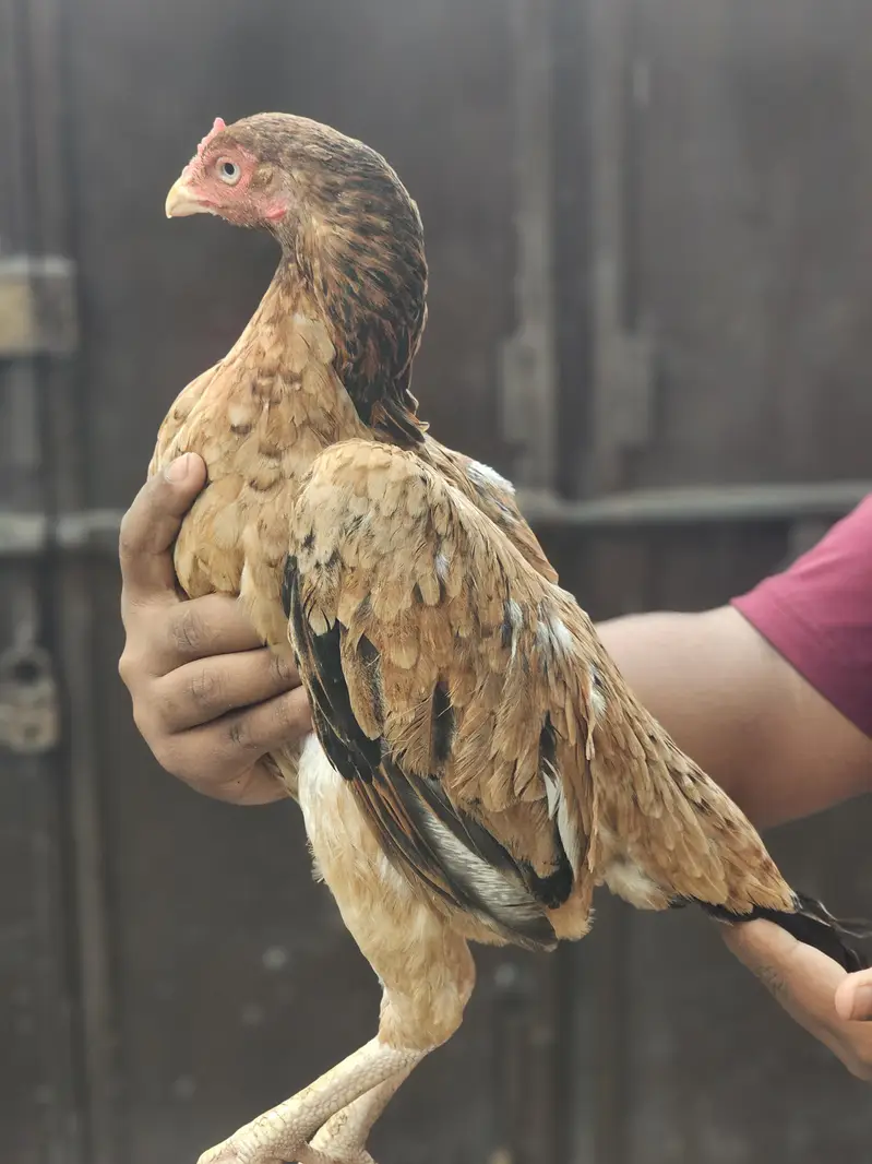 aseel murgi for sale high quality prices 5000 whatsaap 03366540448 — photo 4