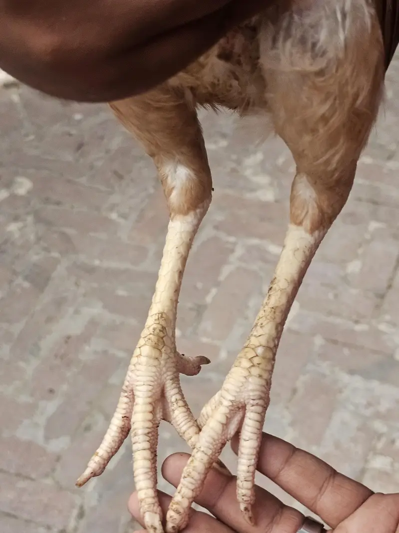 aseel murgi for sale high quality prices 5000 whatsaap 03366540448 — photo 5