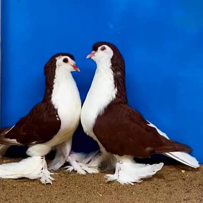 Lahori Red Fancy Pigeon Pair For Sale