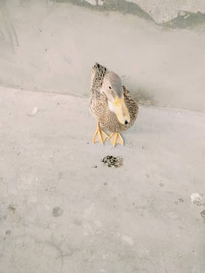 Desi Duck for Sale