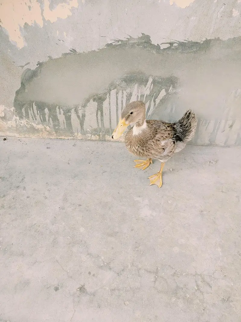 Desi Duck for Sale — photo 2