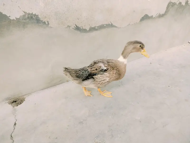 Desi Duck for Sale — photo 3