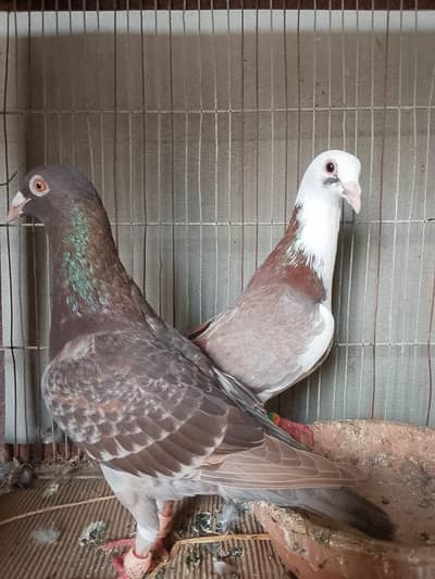 breeder pair