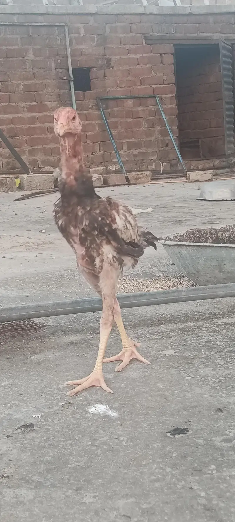 shamoo chicks and breeder — photo 3