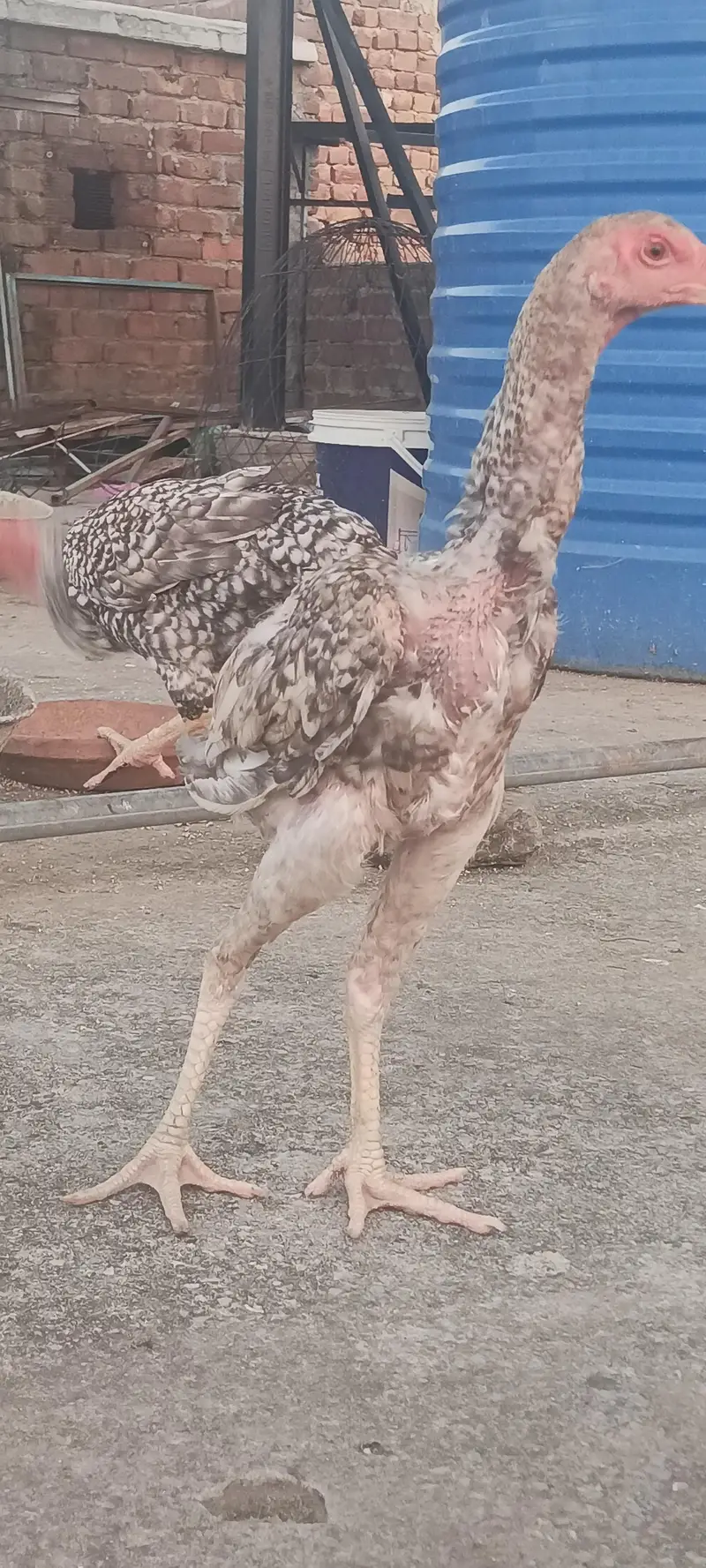 shamoo chicks and breeder — photo 4