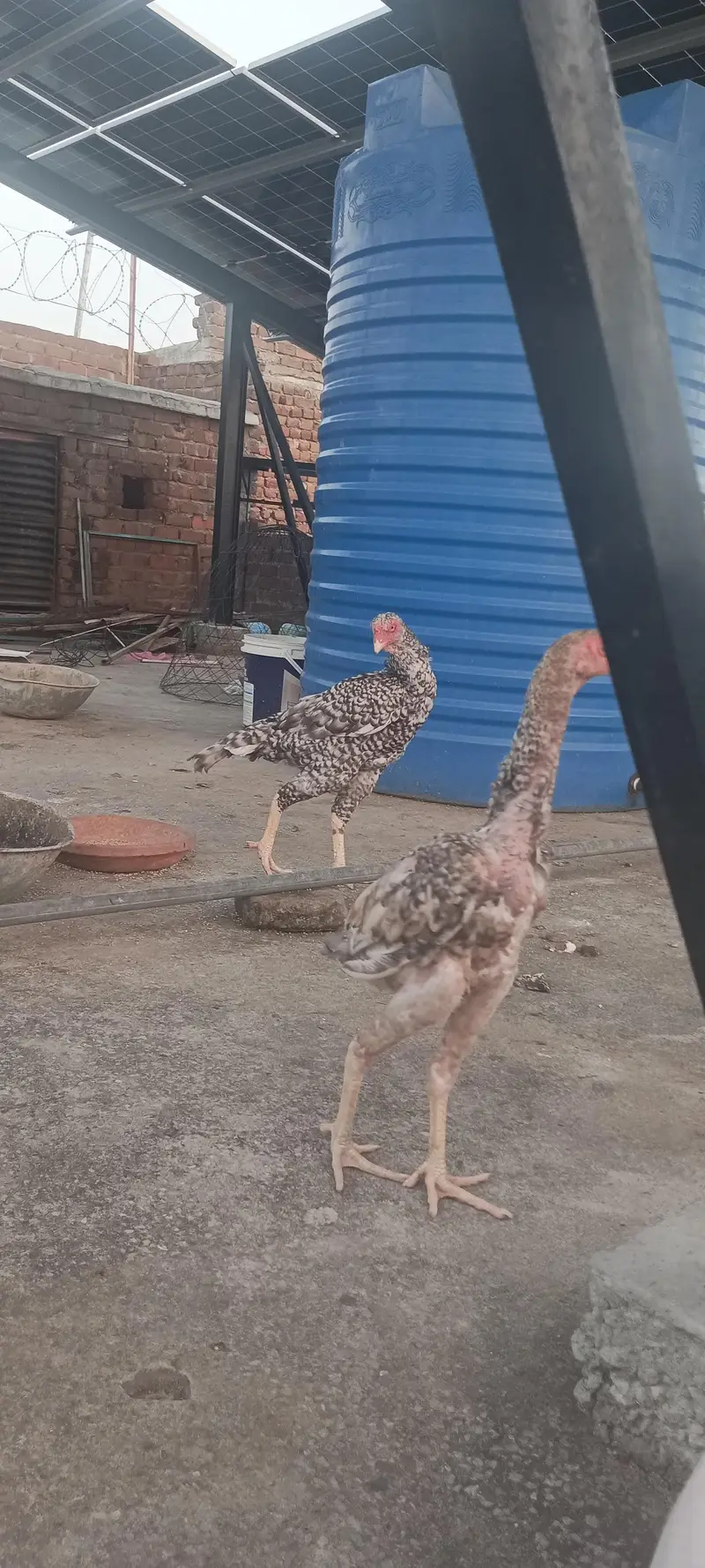 shamoo chicks and breeder — photo 6
