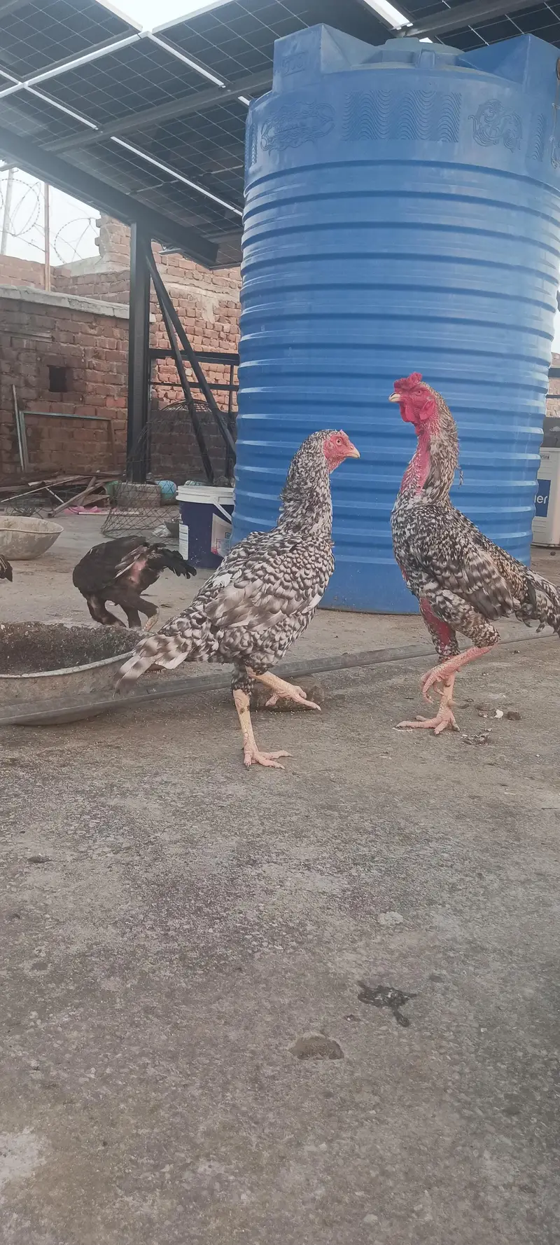 shamoo chicks and breeder — photo 7