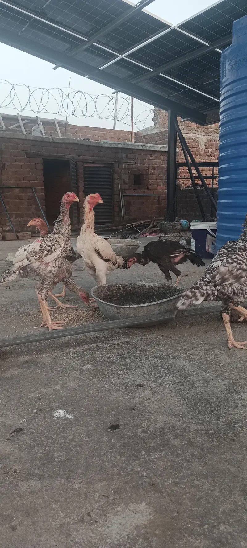 shamoo chicks and breeder — photo 8