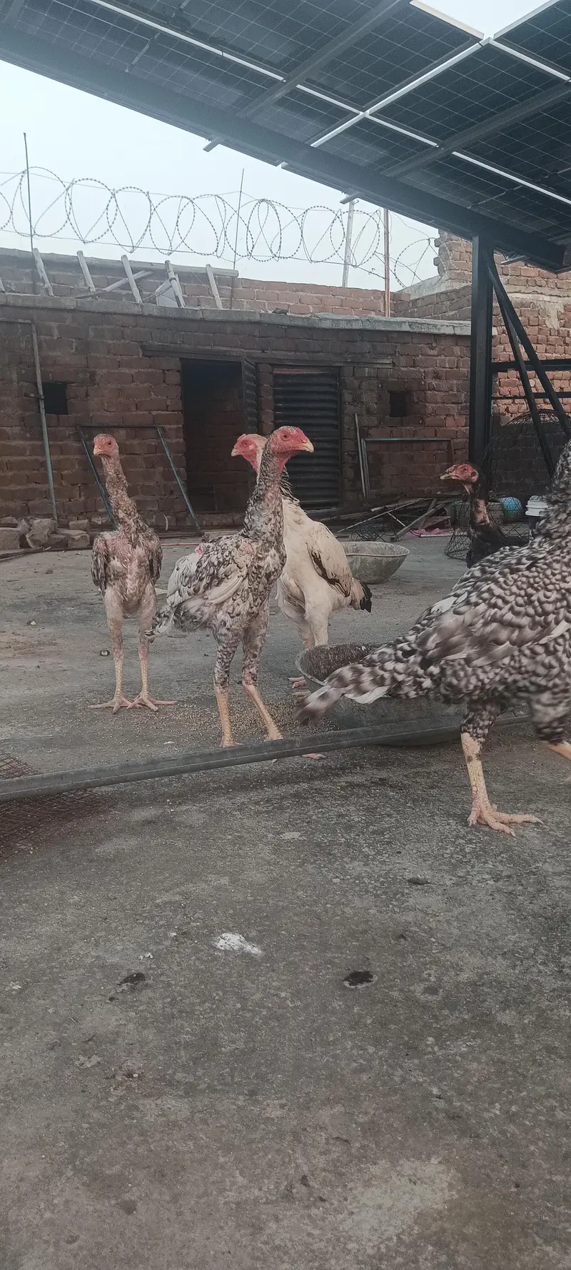 shamoo chicks and breeder — photo 9