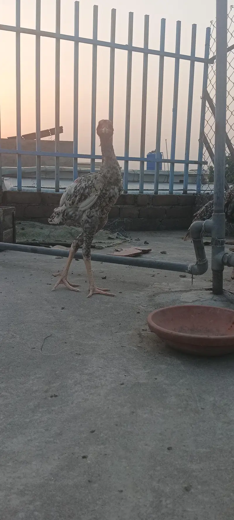 shamoo chicks and breeder — photo 10
