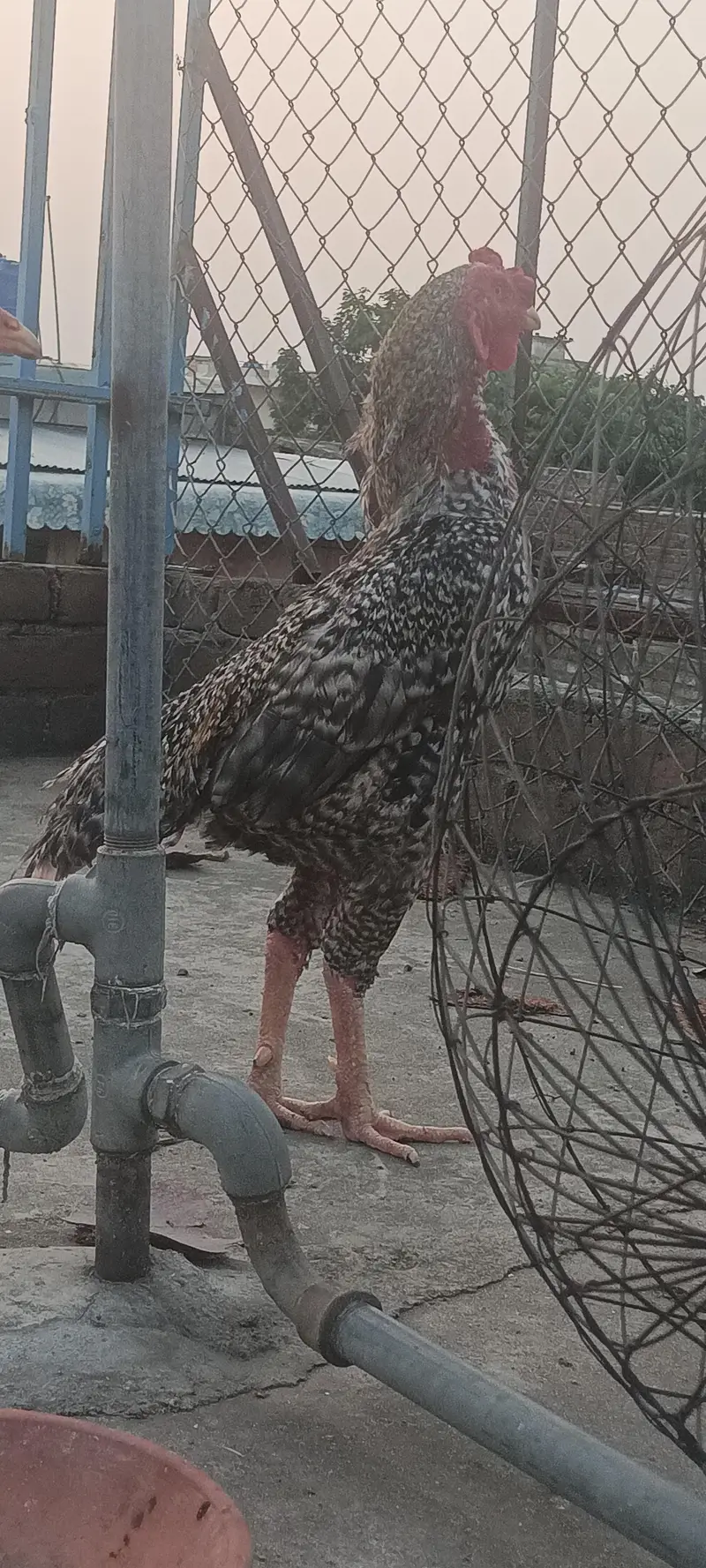 shamoo chicks and breeder — photo 11