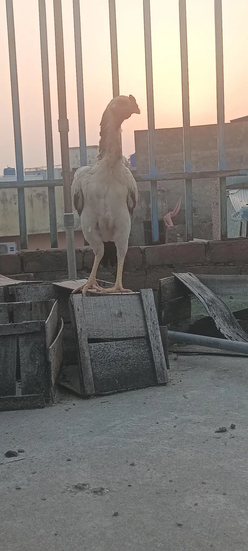 shamoo chicks and breeder — photo 12