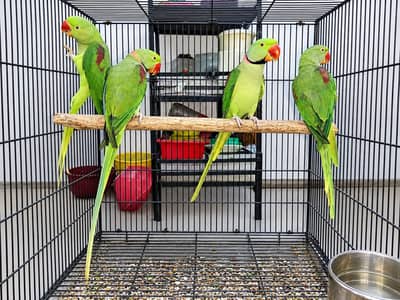 Kashmiri Alexander Beauty Pair