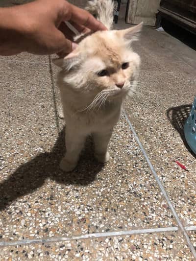 Persian cat