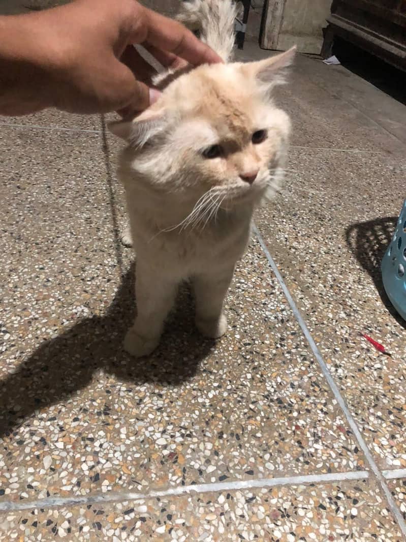 Persian cat 0