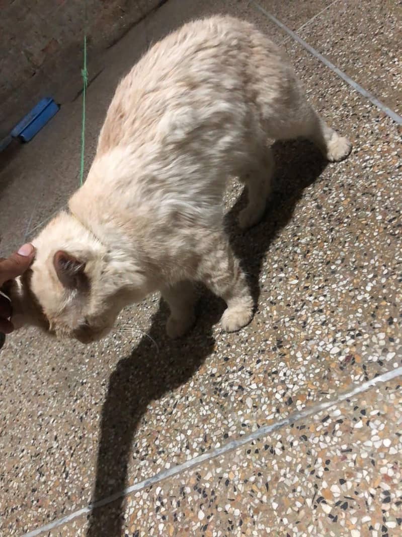 Persian cat 1