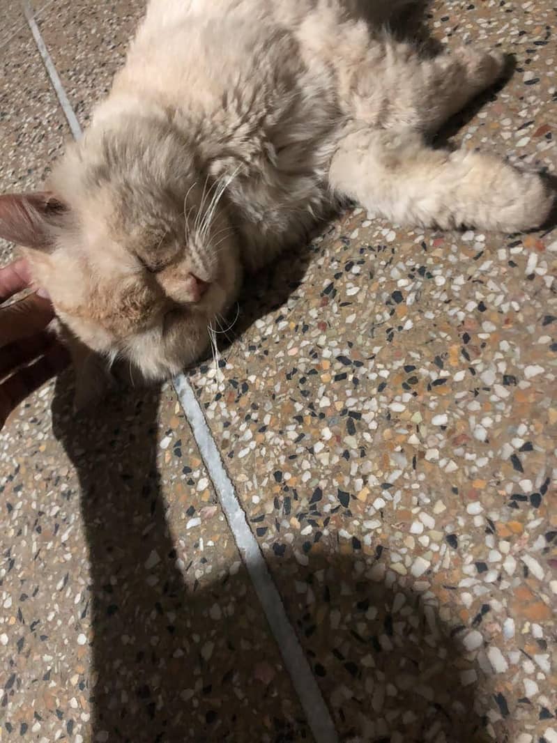 Persian cat 2