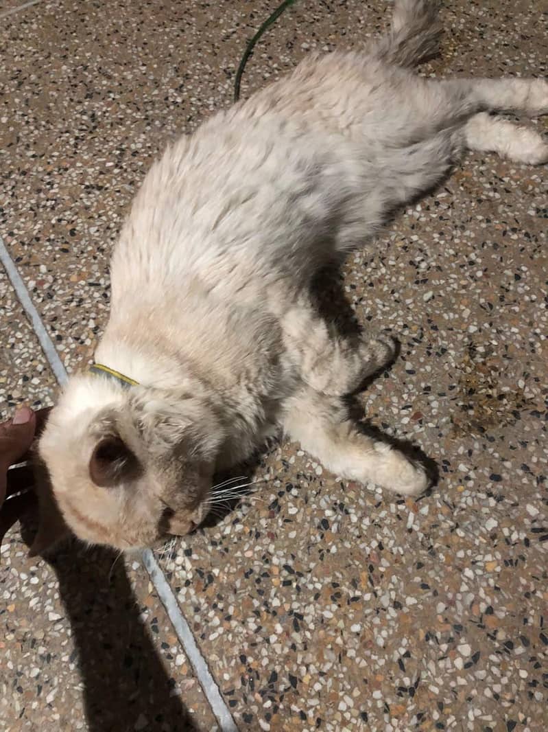 Persian cat 3