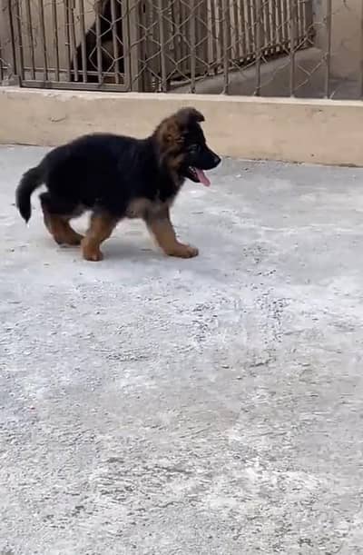 Pure German Shepherd long code puppy for sale 03493857239