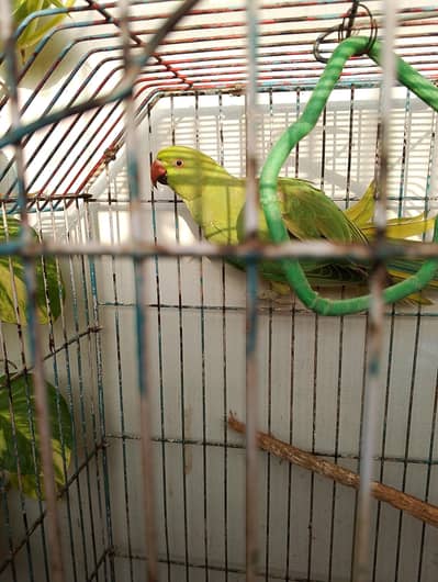 Ringneck parrot and cage