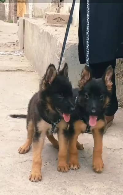 Pure German Shepherd long code puppy for sale 03493857239