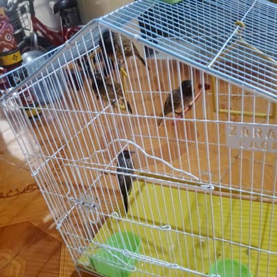 birds for sell