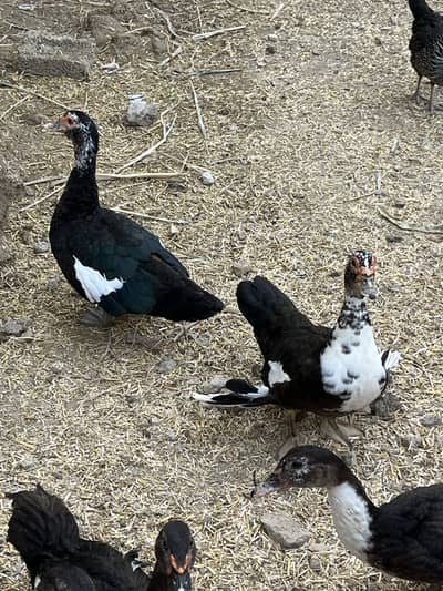 Muscovy ducks