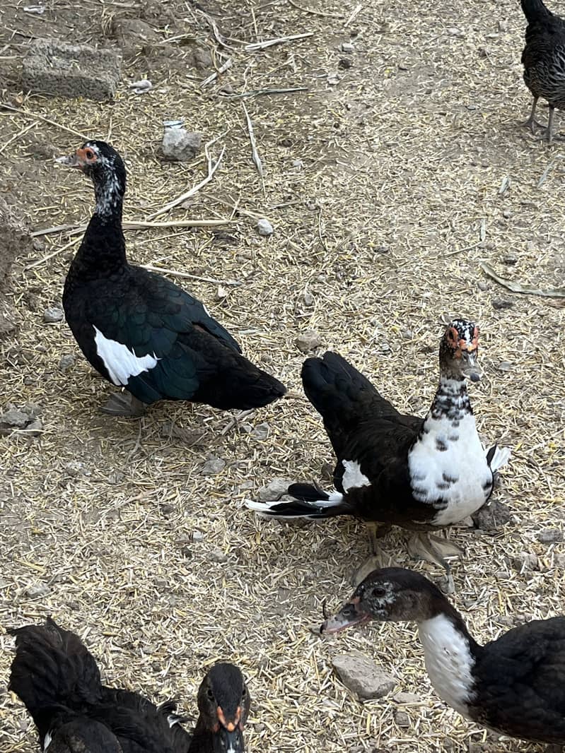 Muscovy ducks 0