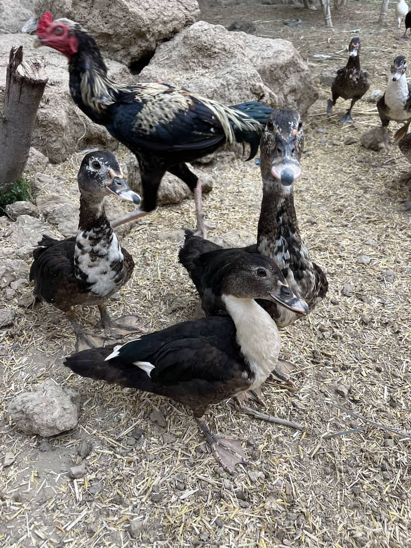 Muscovy ducks 1
