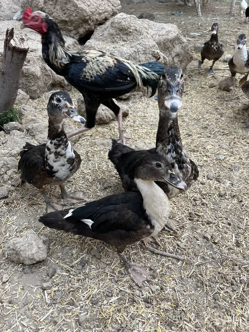 Muscovy ducks — photo 2