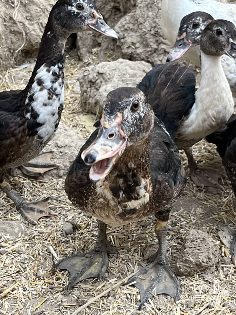 Muscovy ducks 2
