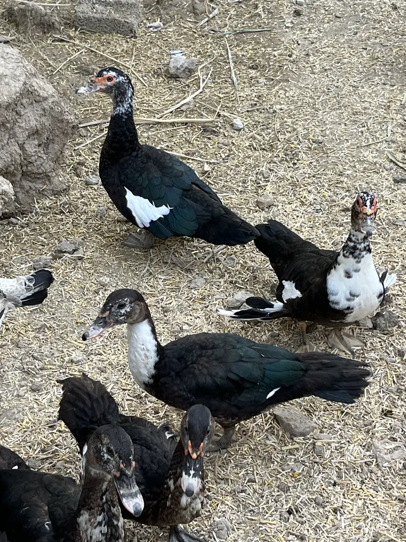 Muscovy ducks — photo 4