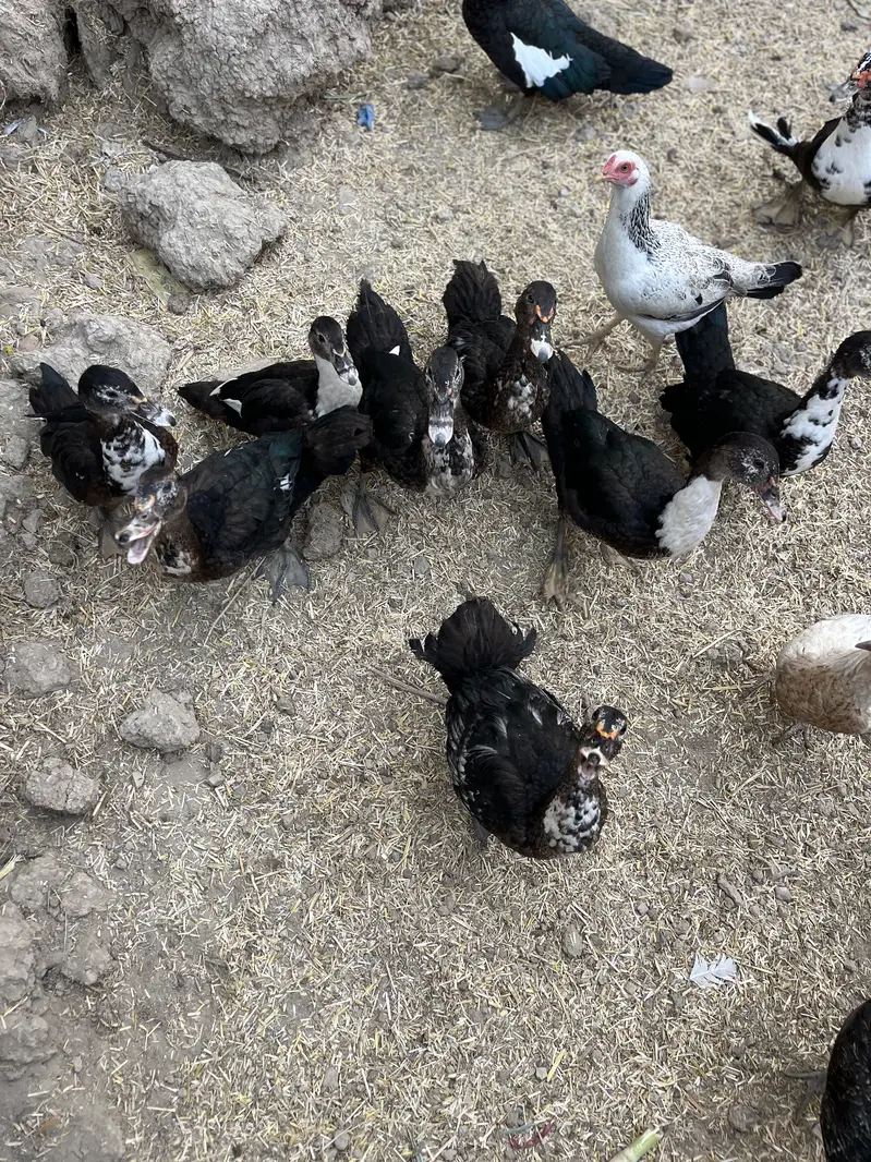 Muscovy ducks — photo 5