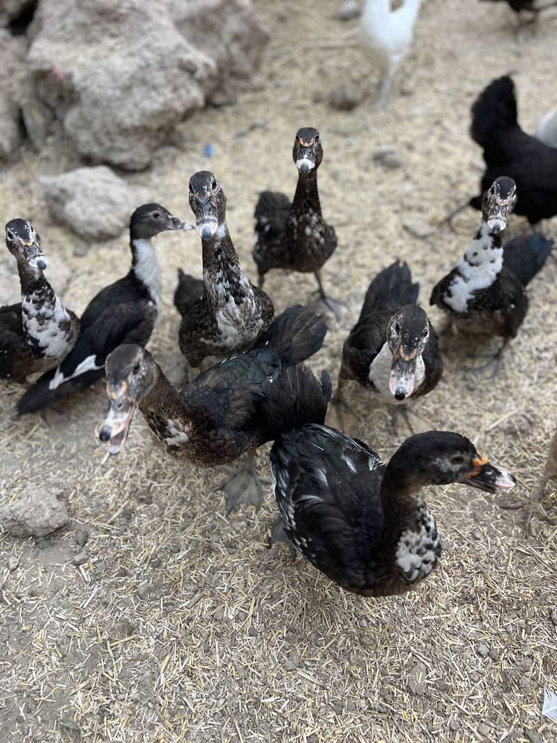 Muscovy ducks 5