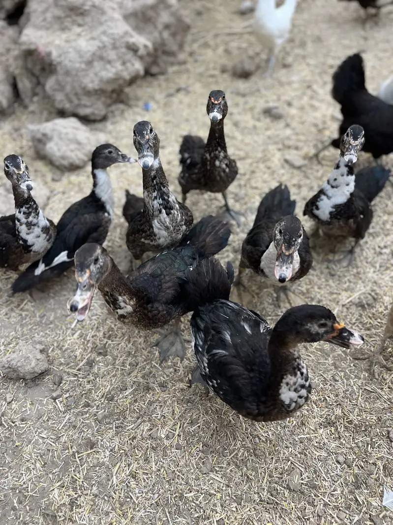 Muscovy ducks — photo 6