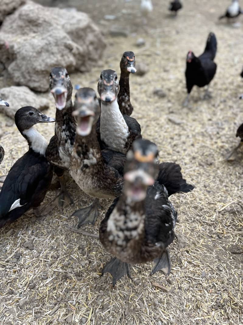 Muscovy ducks 6
