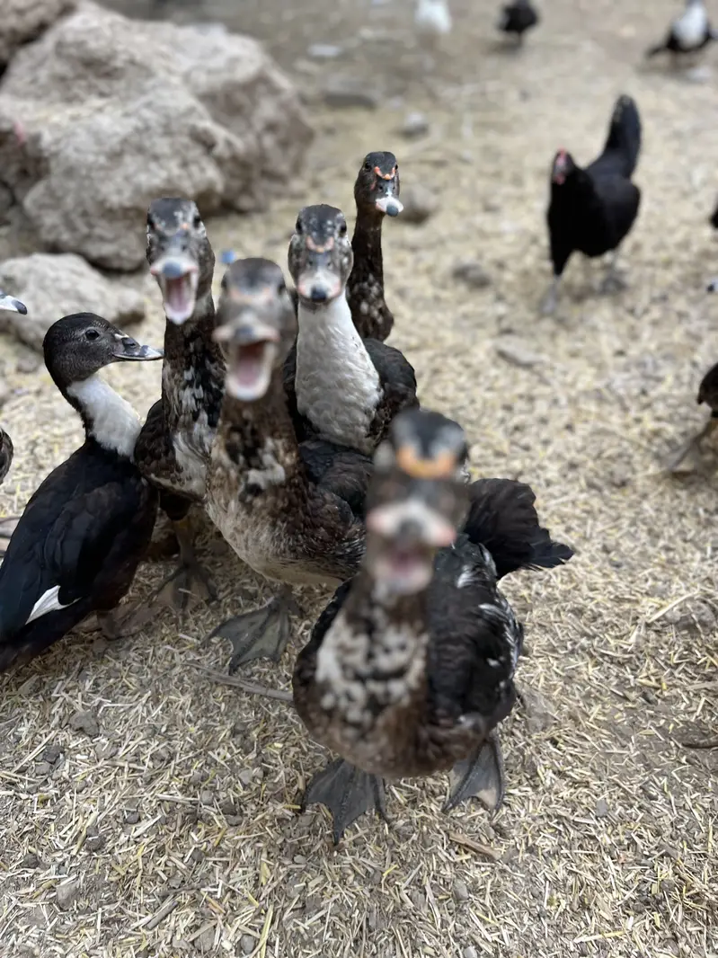 Muscovy ducks — photo 7