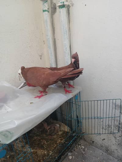 Multani jogi pigeons pairs
