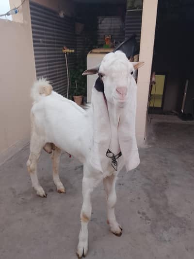 gulabi goat