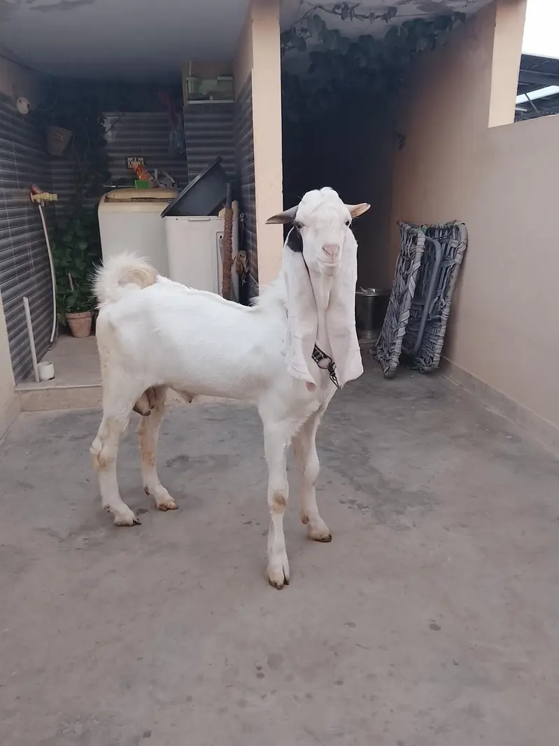 gulabi goat — photo 2