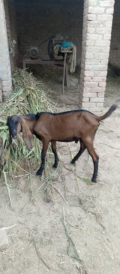 Nagra bakra