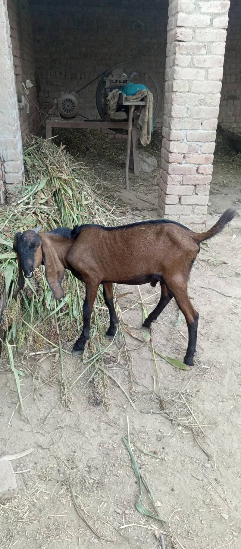 Nagra bakra 1